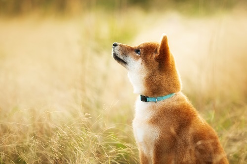 Shiba Memu presale: Meet the meme robotic canine with a contact of AI genius